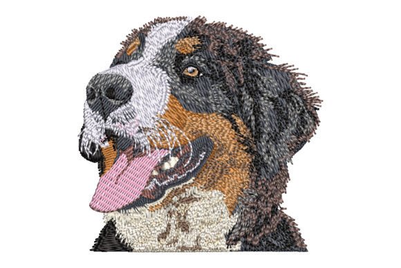 Bernese Mountain Dog