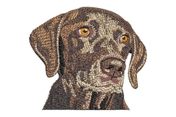 German Shorthaired Pointer
